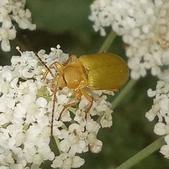 Cteniopus sulphureus