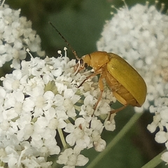 Cteniopus sulphureus