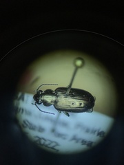 Bembidion cheyennense