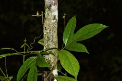 Passiflora
