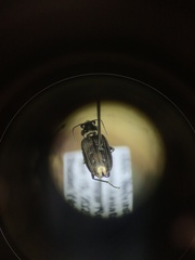 Bembidion cheyennense