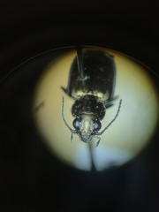Bembidion cheyennense
