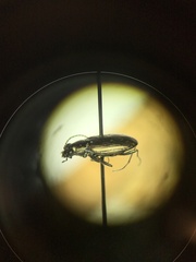 Bembidion cheyennense