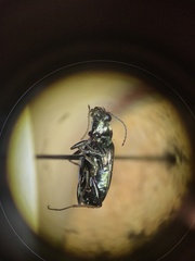 Bembidion cheyennense
