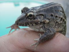 Leptodactylus macrosternum