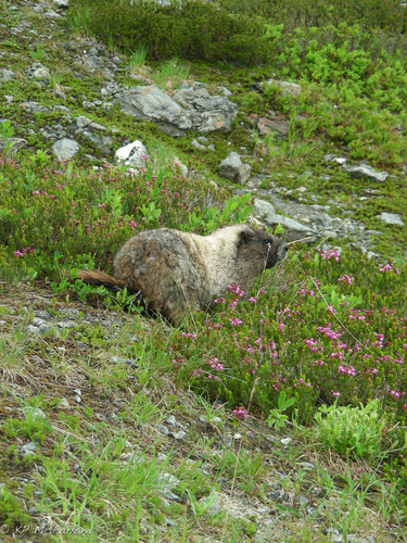 Marmota caligata