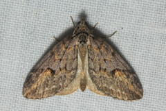 Chesias isabella