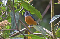 Conirostrum sitticolor