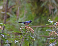 Conirostrum sitticolor