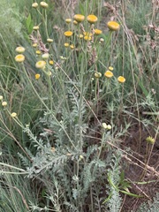 Tanacetum barclayanum