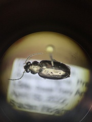 Bembidion cheyennense