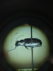 Bembidion cheyennense