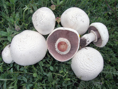 Agaricus benesii