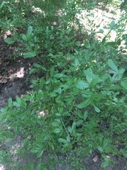 Chrysojasminum fruticans