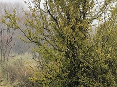 Acanthosyris spinescens