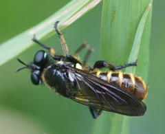 Choerades marginata