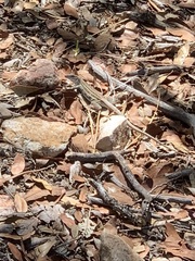 Aspidoscelis sonorae