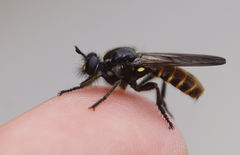 Choerades marginata