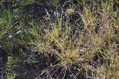 Poa supina