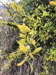 Acanthosyris spinescens