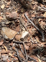 Aspidoscelis sonorae