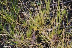 Poa supina