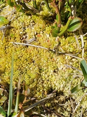Sphagnum compactum