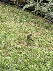 Passer domesticus