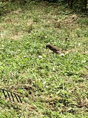 Passer domesticus