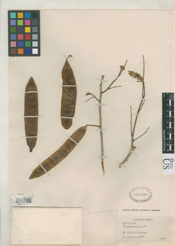 Albizia ortegae