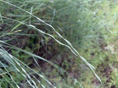 Pseudoroegneria geniculata