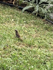 Passer domesticus