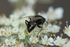 Oxybelus bipunctatus