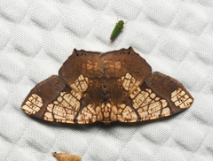 Nematocampa completa