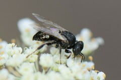 Oxybelus bipunctatus