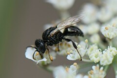 Oxybelus bipunctatus