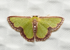 Synchlora expulsata