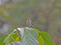 Ochthoeca rufipectoralis