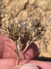 Eriastrum filifolium