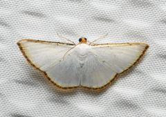 Leuciris fimbriaria