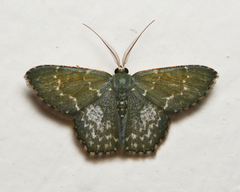 Chloropteryx dealbata