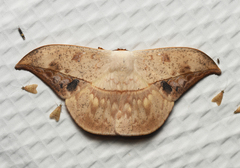 Oxytenis modestia
