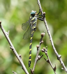 Cordulegaster insignis