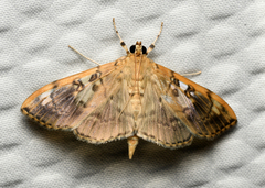 Pantographa expansalis