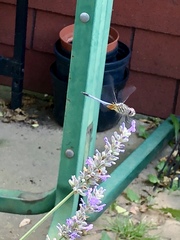 Pachydiplax longipennis