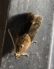 Acrobasis palliolella