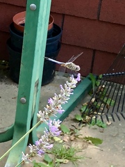 Pachydiplax longipennis