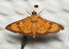 Prenesta scyllalis