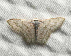 Chloropteryx opalaria