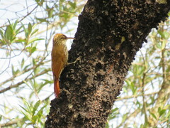 Lepidocolaptes falcinellus